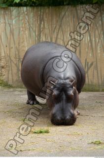 Hippo 0014